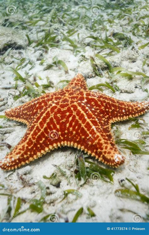 Oceanstarfish Onlyfans Leak +18 🔥 159 Pics