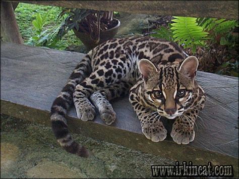 Ocelot for sale. Feb 23, 2015 ... Feb 24, 2015 - for sale, We have exotic serval, caracal and Ocelot kittens for sale. They are tamed, home. Americanlisted has classifieds in ... 