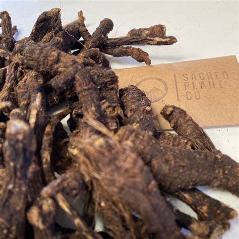 What Is Uses How to Take Benefits Side Effects Talk to Your Doctor What is osha root? Osha root is an understudied herbal remedy with a long history in North America. Osha root is good for respiratory infections, indigestion, vomiting, and other ailments. Osha root is an understudied herbal remedy with a long history in North America.. 