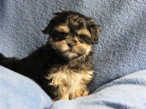 Ocherese puppies for sale in indiana. Things To Know About Ocherese puppies for sale in indiana. 