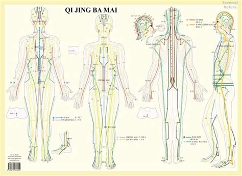 Ocho canales extraordinarios qi jing ba mai un manual para. - Lord flies chapter 10 reading study guide answers.