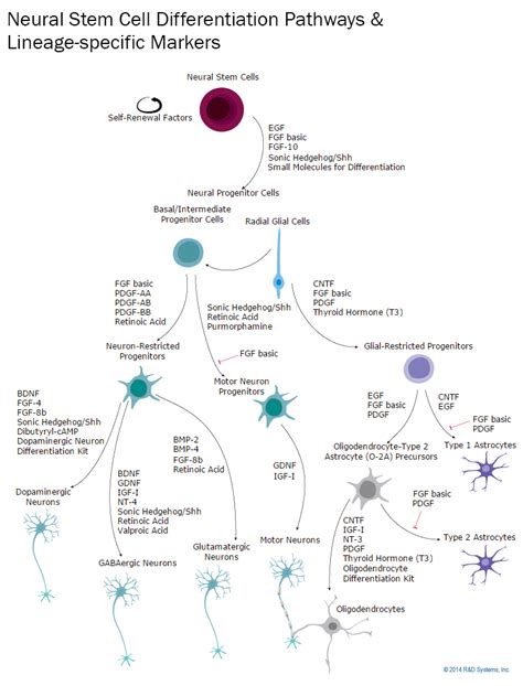 Oct2 and Bob1 are sensitive and specific markers in lineage ...