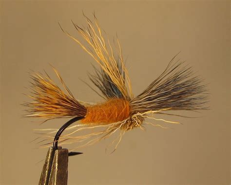 October Caddis Step by Step Patterns & Tutorials Fly Tying