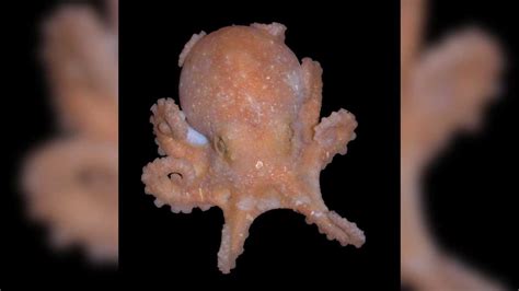 Octopus DNA seems to confirm scientists’ theory about a long-standing geological mystery