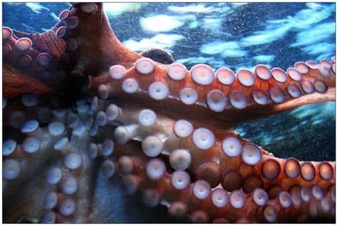 Octopus Tentacles or Arms? - Jotscroll