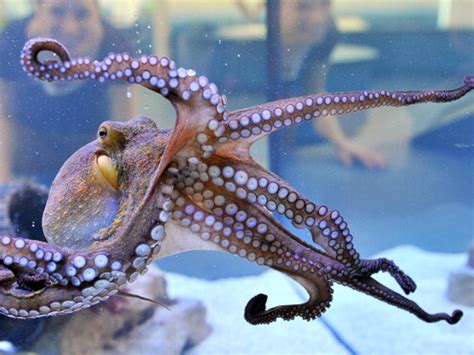Octopus aquarium. Mar 7, 2019 · Salinity is the other water quality parameter that must be controlled carefully. It is of paramount importance that the octopus aquarium has full strength seawater. Aim for 1.026 at all times, a lower salinity will kill them. PH must be kept between 8 and 8.4 and it is always worthwhile to do a 25% water change on a fortnightly basis. 
