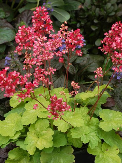 Oderings Garden Centre Shrub - Heuchera Sweet Tart 2L