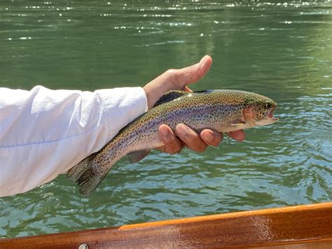 Oct 4, 2023 · Trout stocking has ended for this year,