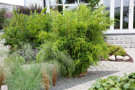 Odla bambu i sverige