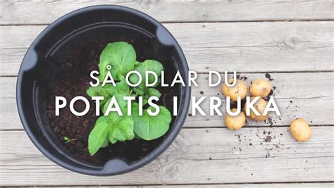 Odla potatis i kruka