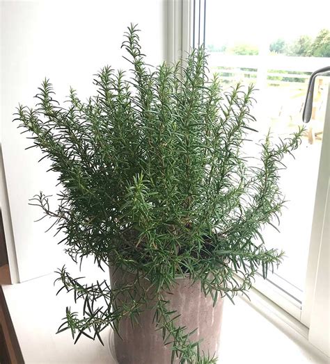 Odla rosmarin inomhus