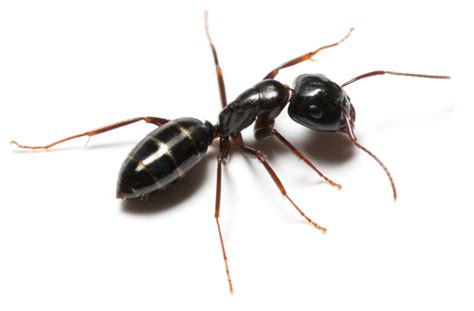 Odorous house ants. The Odorous House ant on the other hand are native species of ants, smaller in size, black in color, and have a strong odor when you crush them. They like to ... 