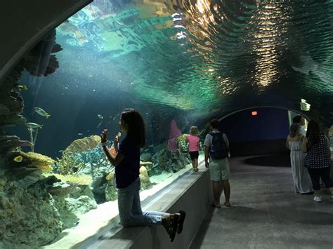 Odysea aquarium arizona. Things To Know About Odysea aquarium arizona. 