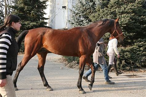 Odyssea pokračuje: Šimlík Equichannel