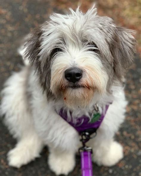 Of Cheetolips Leaked 😈 XXX