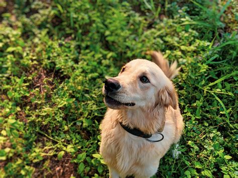 Off leash canine training. According to Vet Surgery Central, the best way to help a dog recuperate from a luxating patella surgery is to restrict the dog’s activity. The pet should only be taken out on a lea... 
