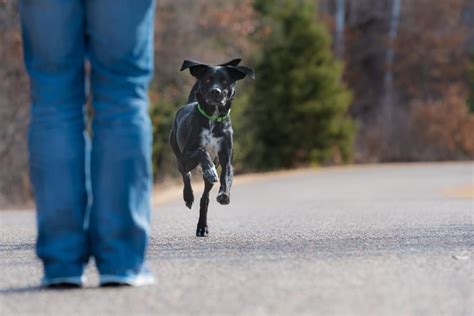 Off leash training. Off-leash training dog is a journey, and not something you can complete in one training session. With patience, consistency, and positive reinforcement, you can … 