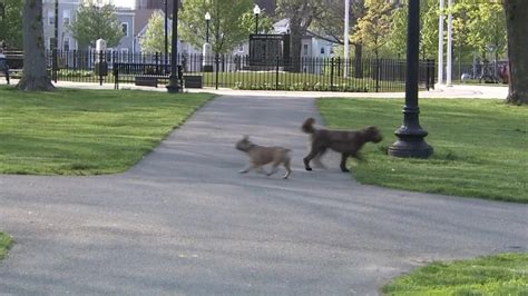 Off-leash dogs cause concerns in South Boston