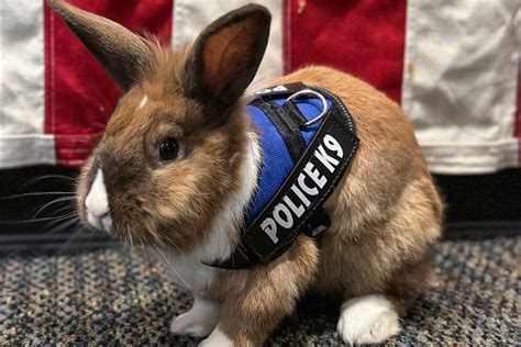 Officer Cottontail? Bunny joins California police force. Fur real.