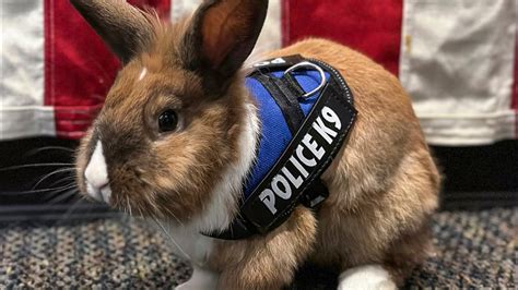 Officer Cottontail? Bunny joins police force. Fur real.