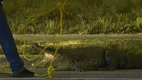 Officers ‘arrest’ alligator walking near Tampa Bay stadium