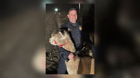 Officers nab loose llama on California freeway