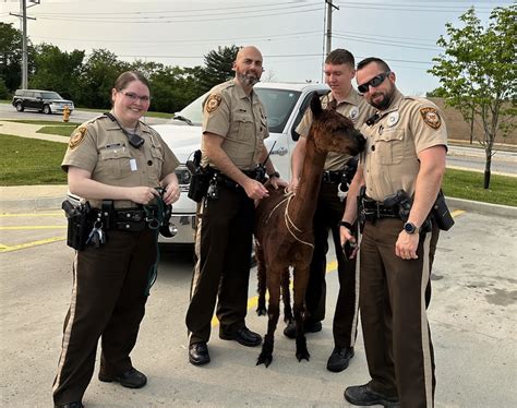 Officers save llama on the loose in north St. Louis County