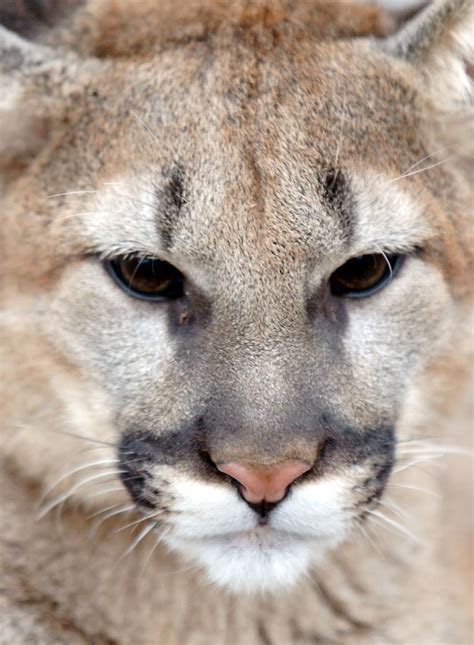 Official: Mountain lion claws man in hot tub in Colorado