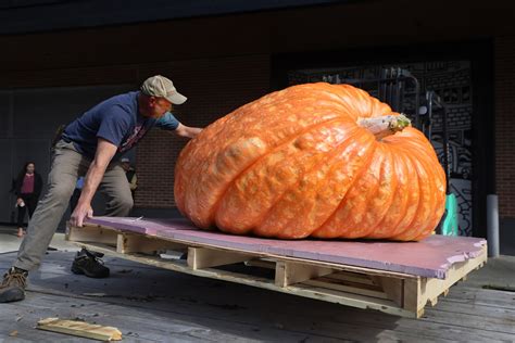 Official pumpkin of Boston arrives at Boston Public Market, weighing nearly 1,600 pounds