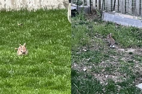 Officials: 2 rabbits stuck by blow darts in Arlington Co.