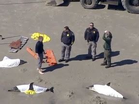 Officials: 8 dolphins dead after stranding in New Jersey