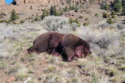 Officials Monitor Grizzly Shot in Head - Los Angeles Times