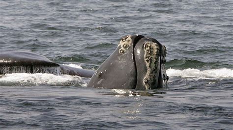 Officials Say This Whale Species Could Become Extinct …