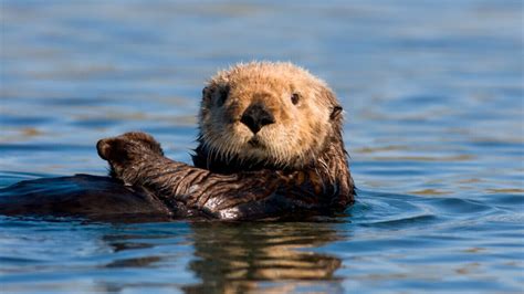 Officials search for angry sea otter harassing surfers, kayakers off California coast