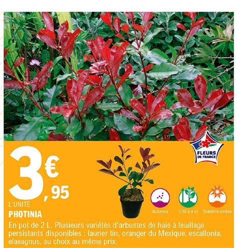 Offre Photinia chez ELeclerc Brico - iCatalogue.fr