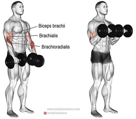 Offset dumbbell reverse curl. e.  Learn what muscle groups are activited, ...
