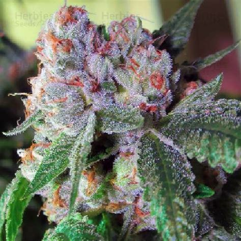 Og 18 grow guide. .  ...