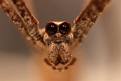 Ogre-faced spiders have great hearing—without ears