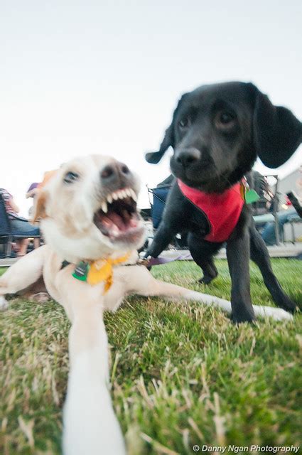 Oh my God, fierce puppies, they are hungry. running in the street.