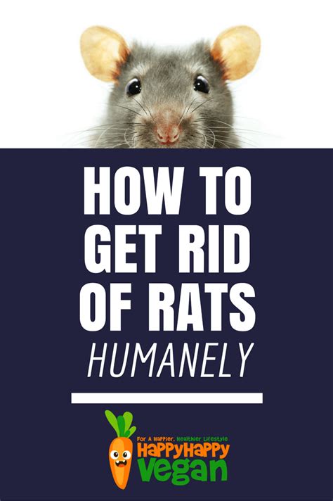 Oh rats! How to get rid of them humanely