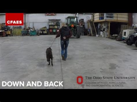 Ohio Dog 4 H Showmanship Basics and Patterns - YouTube