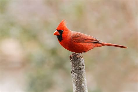 Ohio State Bird – Cardinal – 50States.com – 50states