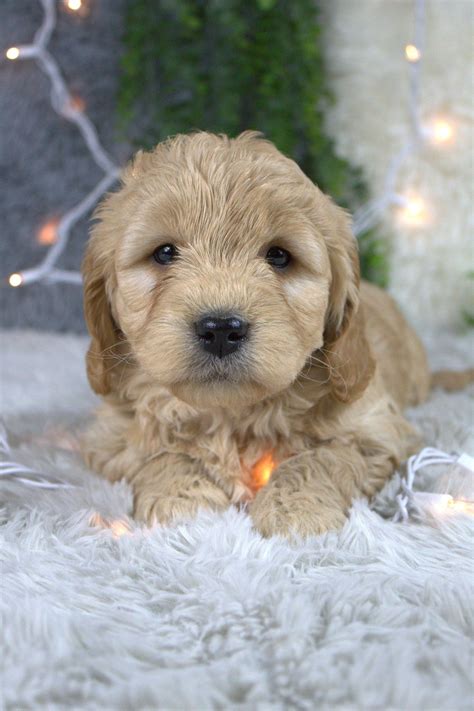 Location: Millersburg, OH 44654. Birth Date: June 30, 2023. Date Available: August 25, 2023. Along with their high intelligence, Mini Aussiedoodles are also irresistibly cute and energetic. With bounding energy, your Mini Aussiedoodle puppy can keep you on your feet the whole day!