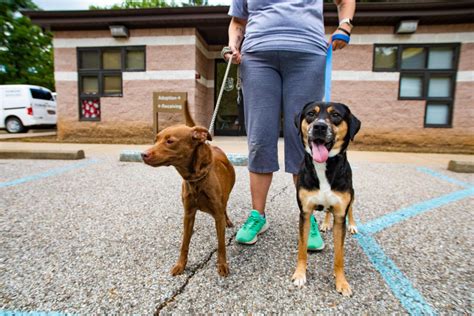  Annually, we care for nearly 5,000 displaced animals, nurturing them with the necessary affection and attention to secure them lifelong families. Our commitment extends to the community through initiatives encompassing cruelty prevention, spaying/neutering, maintaining pet-owner bonds, reuniting lost pets, offering affordable veterinary ... . 