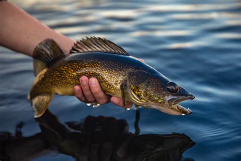 Ohio fish company stole 100+ walleyes from charity