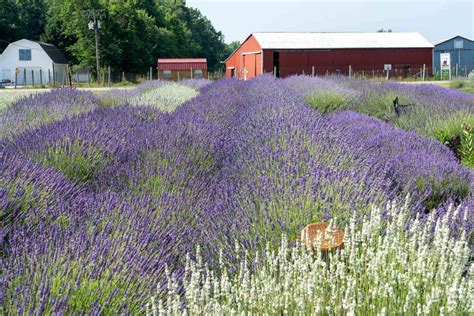 Peaceful Acres Lavender Farm, Martinsville, Ohio. 8,993 likes · 29 talking about this · 1,485 were here. Farm (513) 322-2415 visit online https://peacefulacreslavenderfarm.com