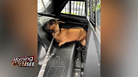 Ohio officers rescue goats from busy highway