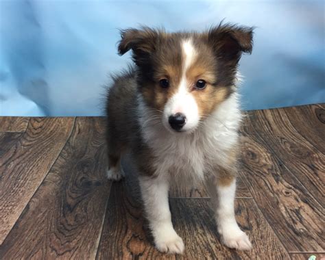 Find Shetland Sheepdog puppies for sale Near California Lively and intelligent, the Sheltie is a quick learner and incredibly obedient. ... We're committed to raising well-rounded Sheltie puppies who can excel in any venue with their new families. 1 pickup option. Syringa Shelties. Idaho Falls, Idaho • 614 miles away. Bell, Mom. Bell, Mom.. 