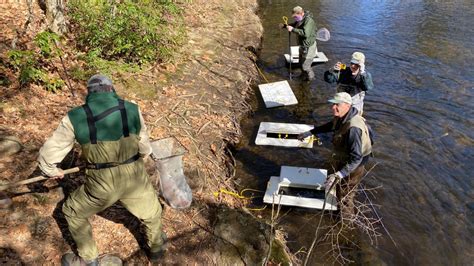 Division hatcheries produce approximately 100,000 Catchable (10-12”) Rainbow Trout (CRT) each year. Most of these fish are stocked in more than 70 lakes and ponds during late-March through early-May.. 