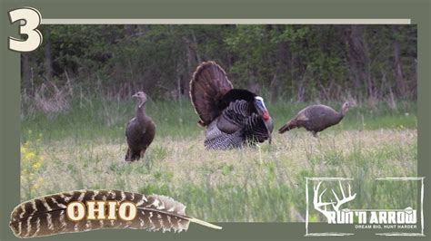 Ohio turkey season 2023. odx-news. May 06, 2024 Ohio’s Wild Turkey Hunting Season Results Through Sunday, May 5. Ohio’s wild turkey hunters have checked 12,934 birds through Sunday, May 5 of the spring 2024 season, according to the Ohio Department of Natural Resources (ODNR) Division of Wildlife. 